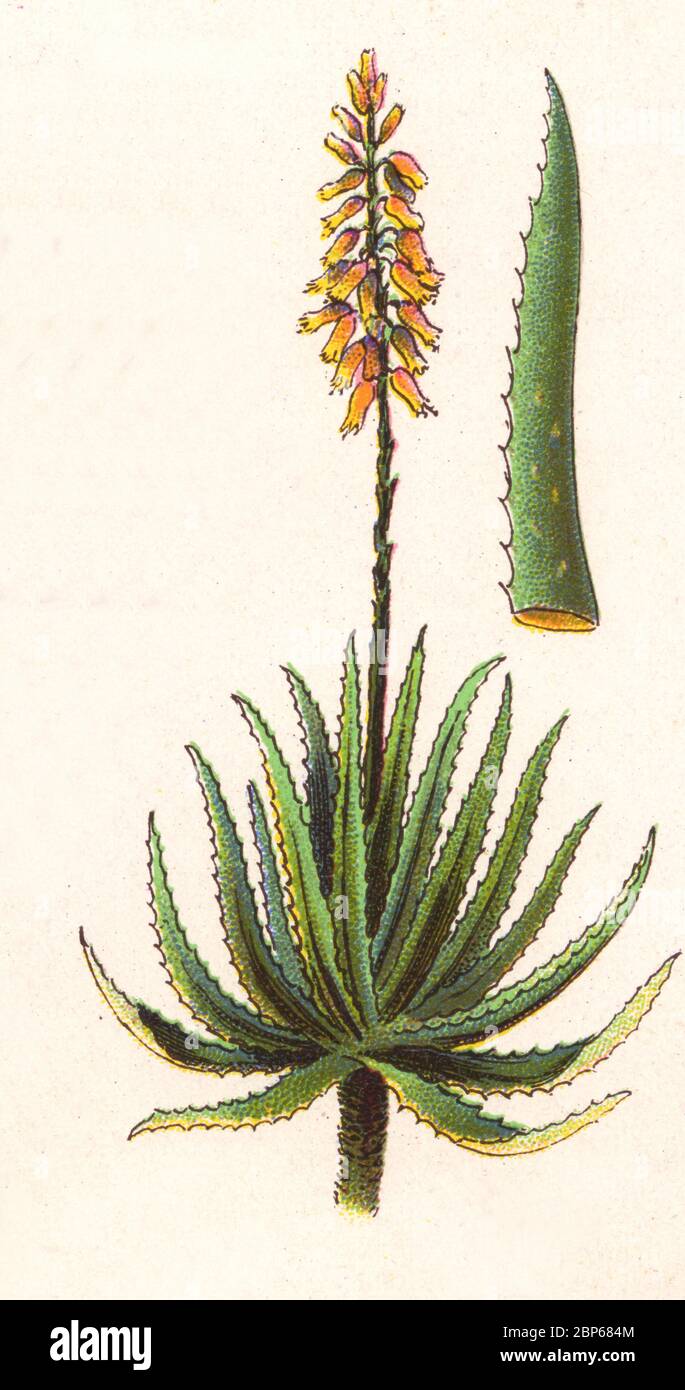 Medicinal plant Aloe Vera / Heilpflanze Echte Aloe, Aloe vera, Historisch,  historical, digital improved reproduction of an original from the 19th  century / digitale Reproduktion einer Originalvorlage aus dem 19.  Jahrhundert Stock Photo - Alamy