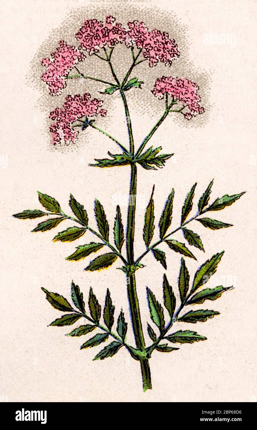 100 medicinal plants and their uses National Geographic Herbal: 100 Herbs From the World's Healing Traditi   Roxanne's Dried Flowers