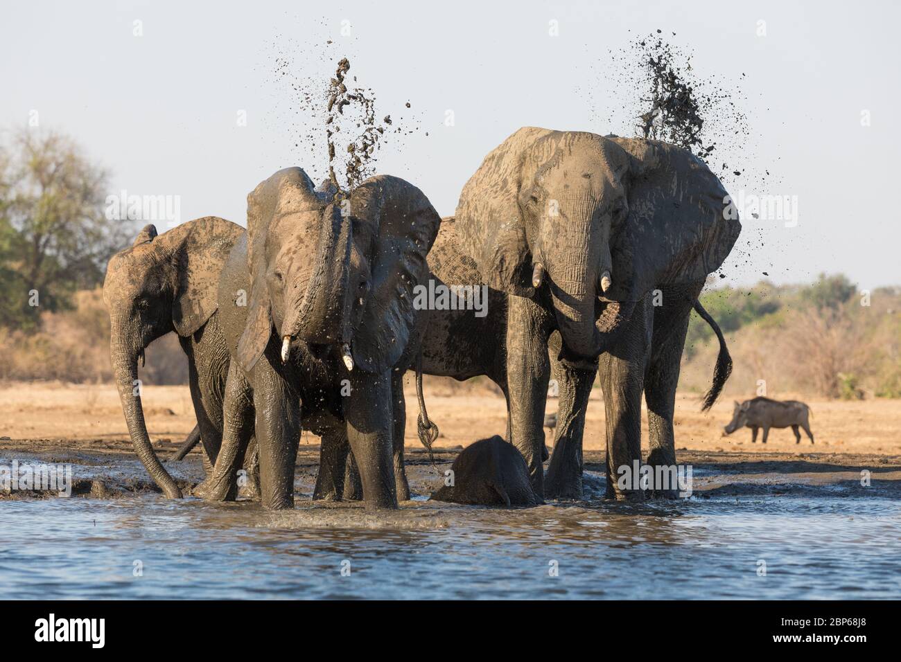 Elephants near a hide at the waterhole of Kavinga Safari Camp, Zimbabwe Stock Photo