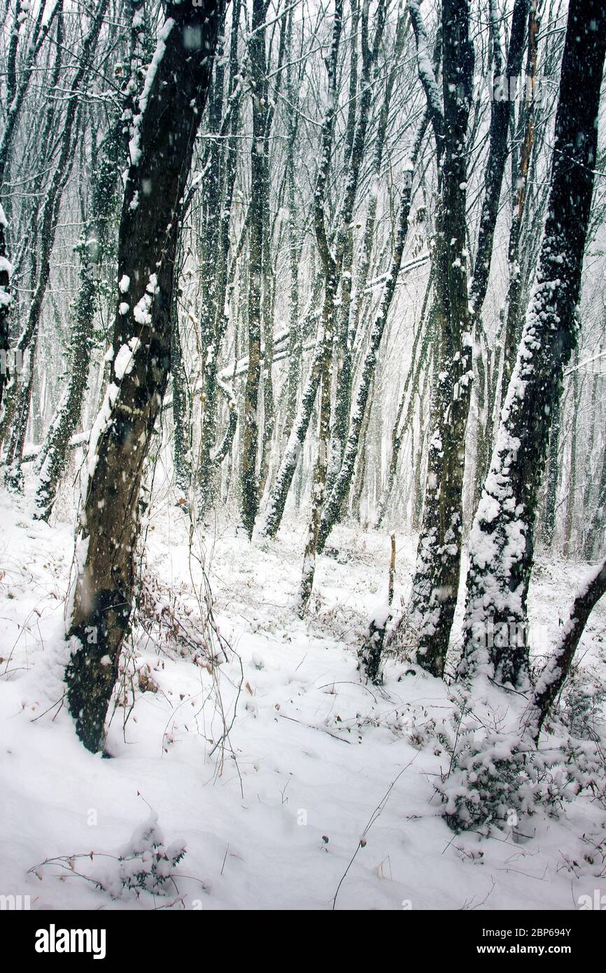 Winter deciduous forest on shore of Black sea. European hornbeam (Carpinus betulus), hornbeam-wood, Trees covered with epiphytes, lianas (ivy, vine), Stock Photo