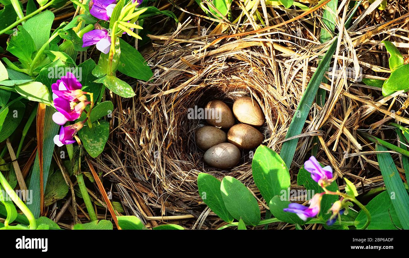 Blue-headed wagtail or Yellow Wagtail (Motacilla flava thunbergi) nest on seaside meadow between Beach pea (Lathyrus japonicus). Horsehair is used for Stock Photo