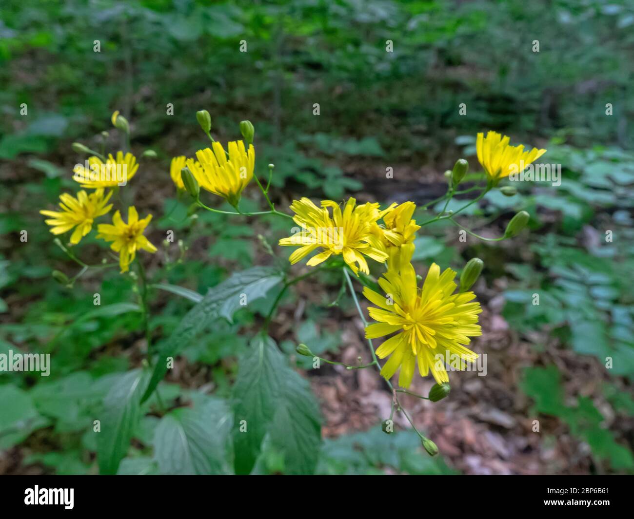 Lapsana communis blooming in summer. Prevalence in European part of Russia, Siberia, Caucasus, Central Asia. Wild flowers of the forest Stock Photo