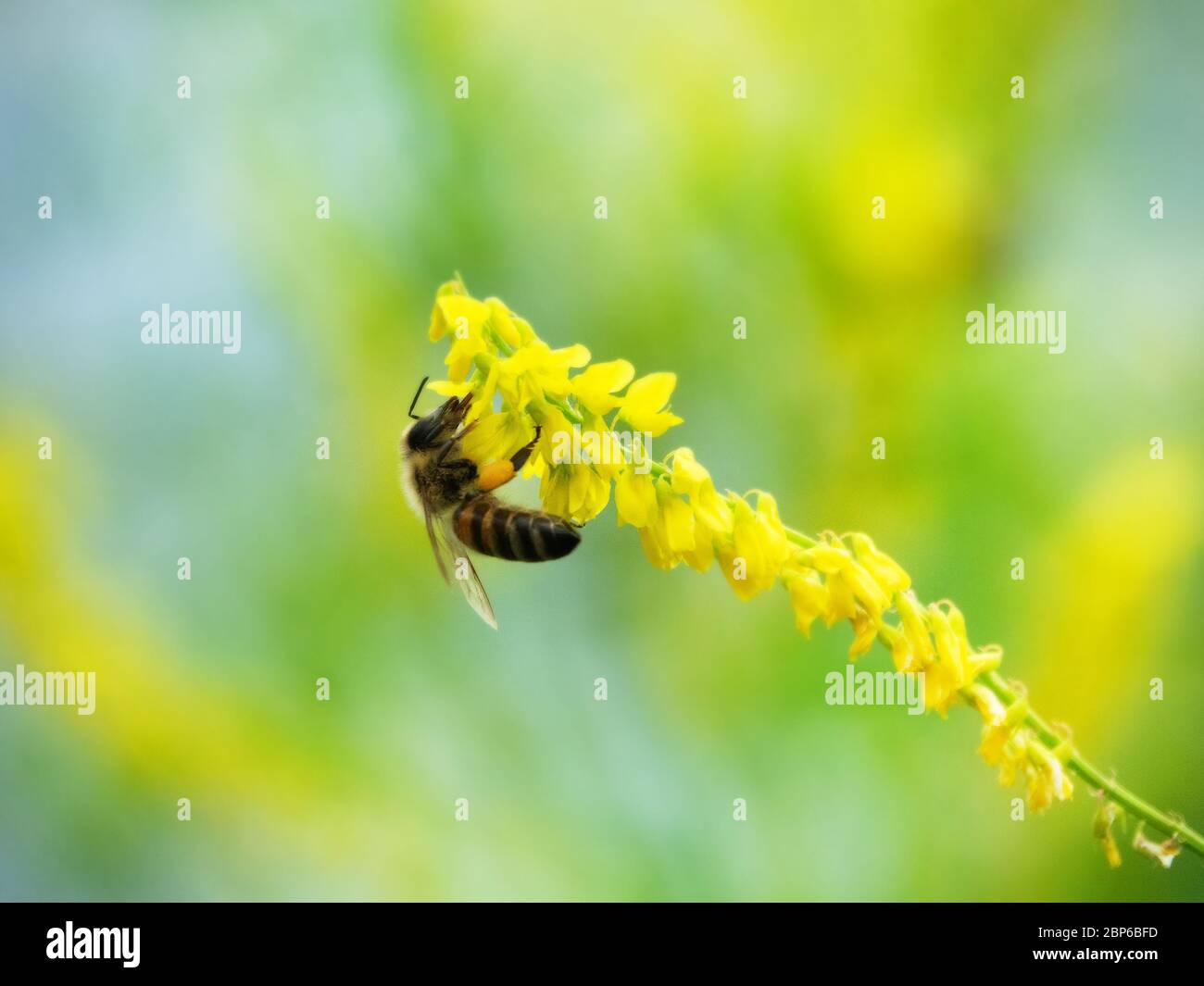 Hony bee flies around the flowers of Vicia (Vicia sp.) and collects nectar. Caucasus. Stock Photo