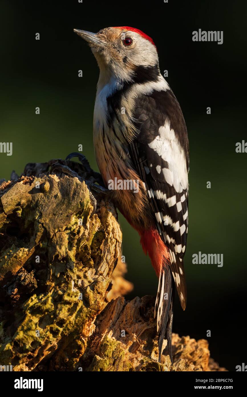 Middle Spotted Woodpecker - Leiopicus medius, beautiful rare woodpecker from European forests and woodlands, Zlin, Czech Republic. Stock Photo