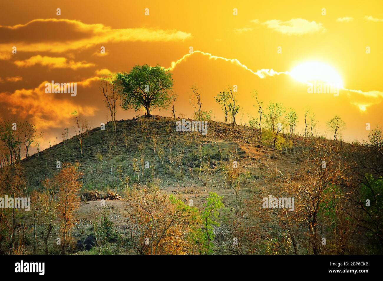 scrub jungle in early spring, subtropical forest on a hillside. India