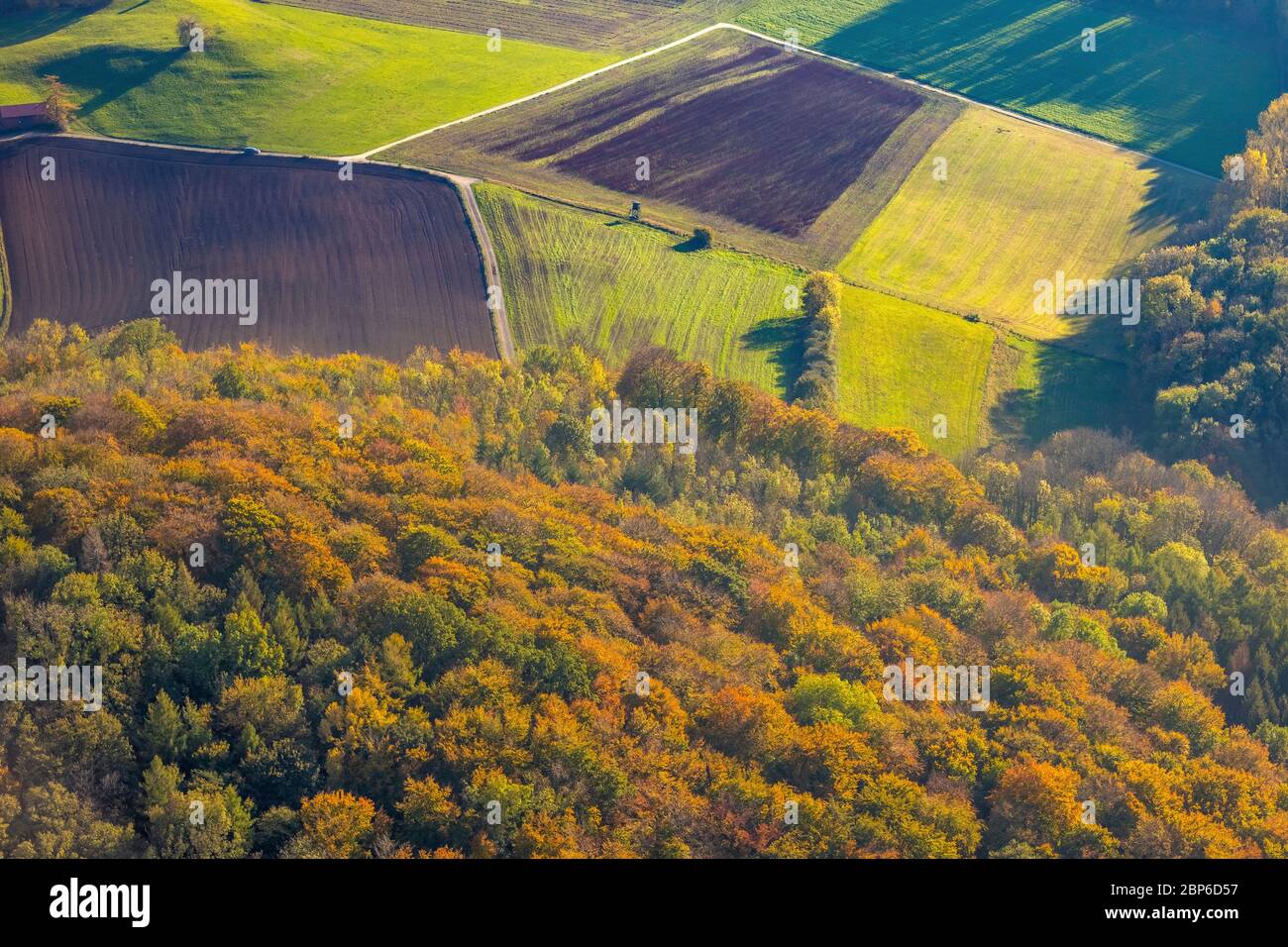 Aerial view, autumn forest in bright colors, near Habbel Quarry, Arnsberg, Sauerland, North Rhine-Westphalia, Germany Stock Photo
