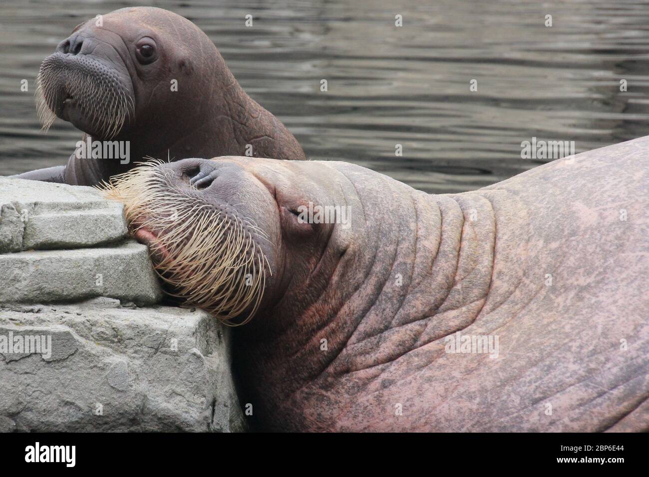 WalrosskKuh Polosa with the unnamed Jugen,Hagenbeck Zoo,May 2019 Stock Photo