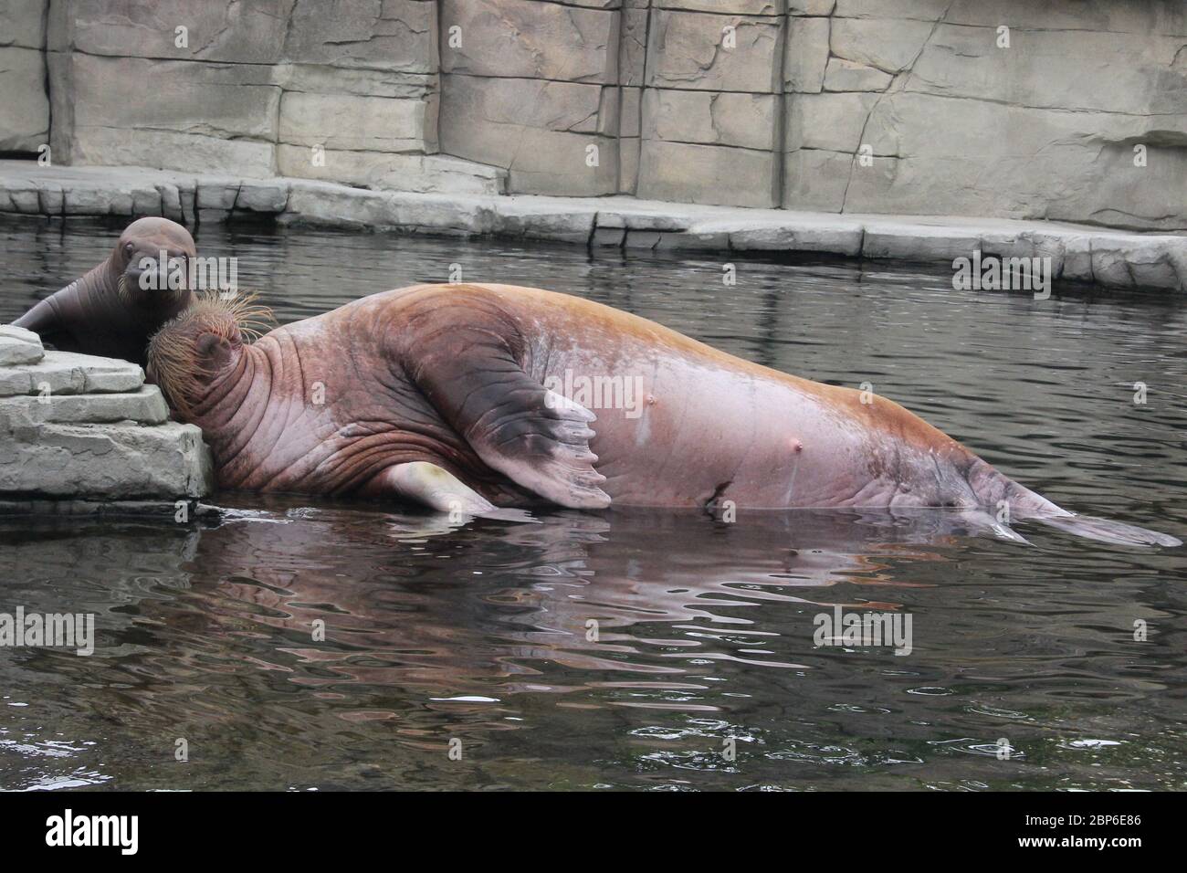 WalrosskKuh Polosa with the unnamed Jugen,Hagenbeck Zoo,May 2019 Stock Photo