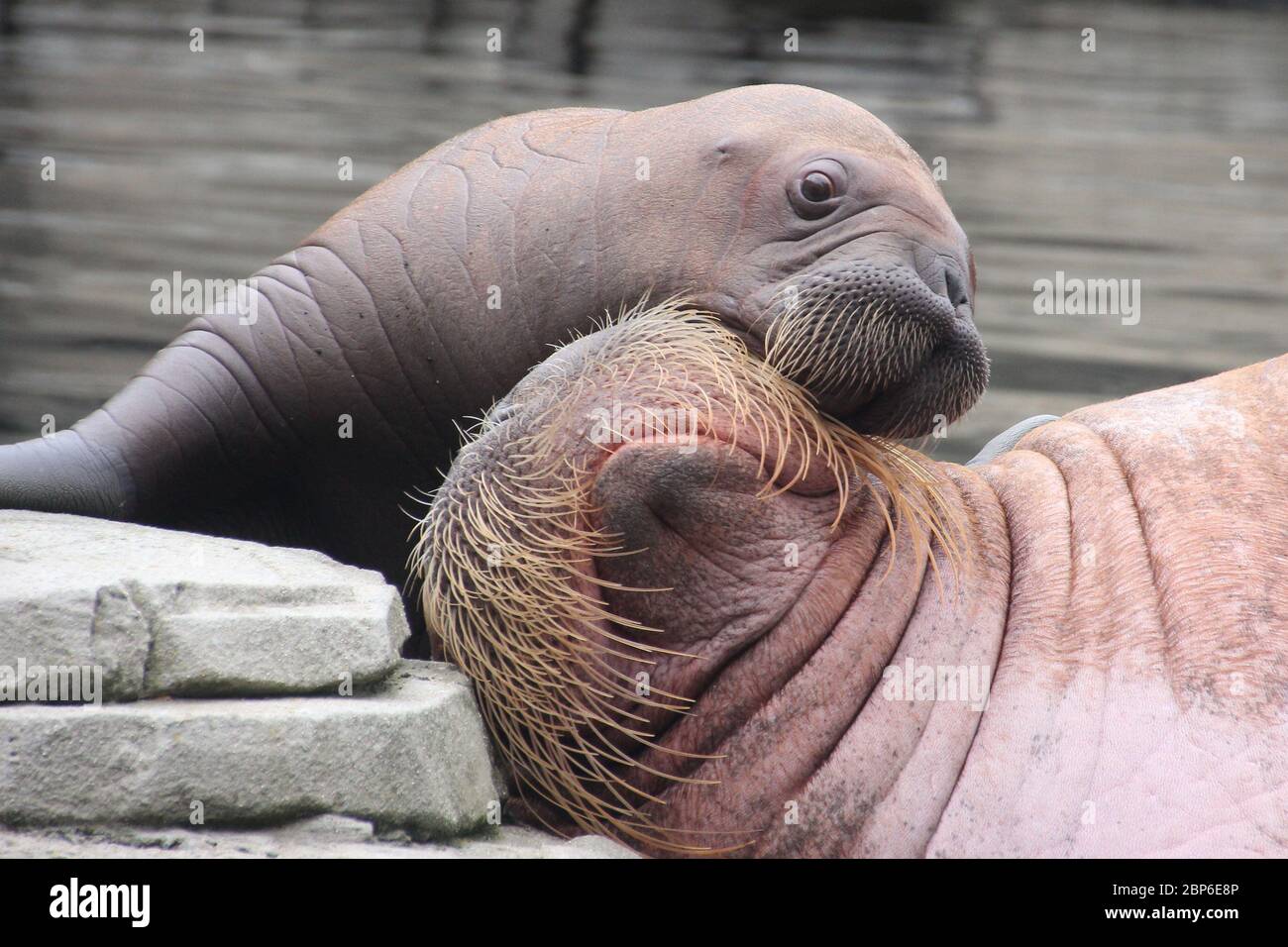 WalrosskKuh Polosa with the unnamed Jugen,Hagenbeck Zoo,May 2019 Stock Photo