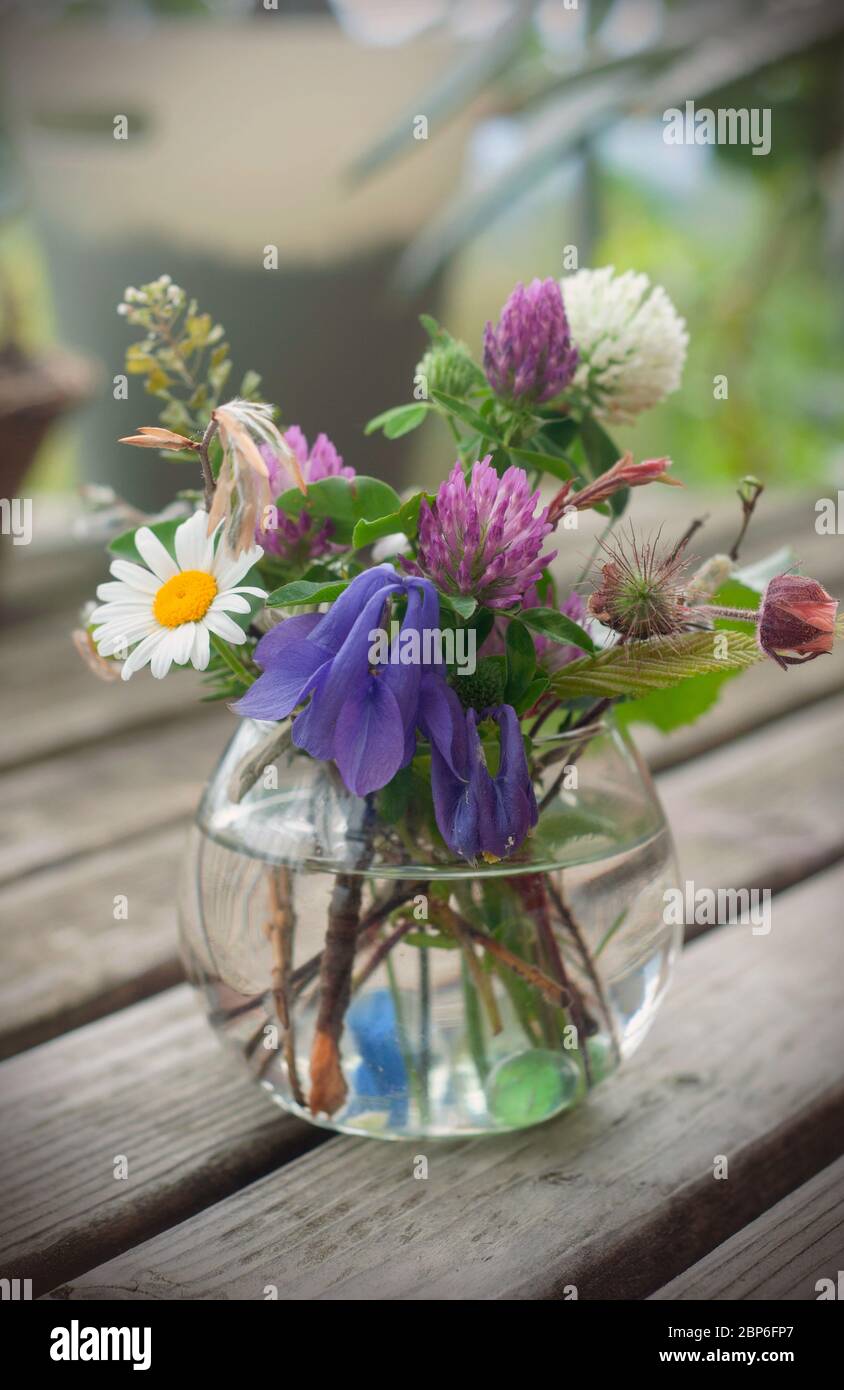 Beautiful bouquet of spring flowers: camomile, Aquilegia Vulgaris, Trifolium isolated on wooden background Stock Photo