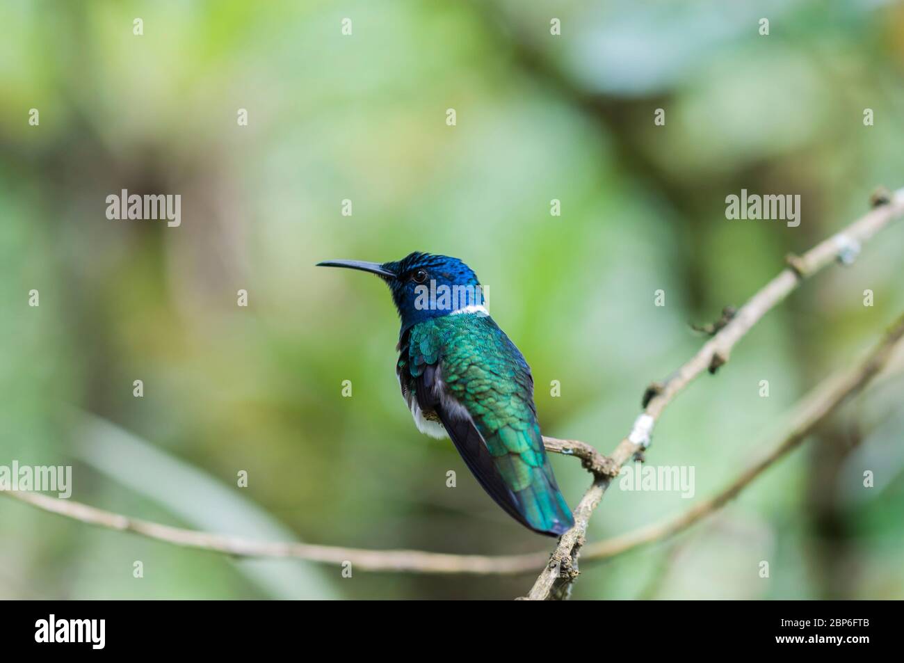 Blue Hummingbird (Trochilidae) sitting on a branch Stock Photo