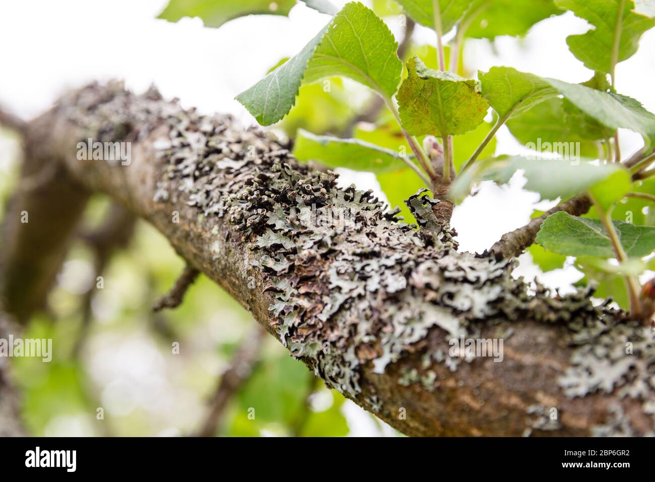 Neglected apple orchard, lichen on branches and cobwebs on leaves. Diseases and pests of fruit trees Stock Photo