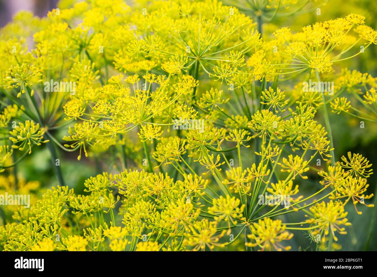 Natural background. Inflorescence of dill close-up Stock Photo