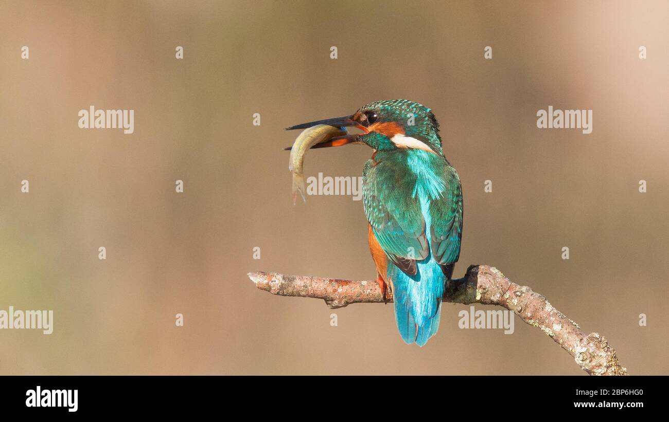 Common kingfisher,Alcedo atthis known as Blue Lightning, beginning day searching food (catching fish) at São Domingos river banks.Peniche. Portugal. Stock Photo