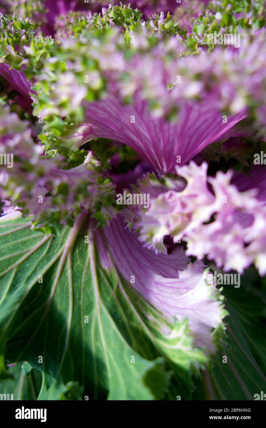 Beautiful boossom flower of green and purple lettuce Stock Photo Alamy