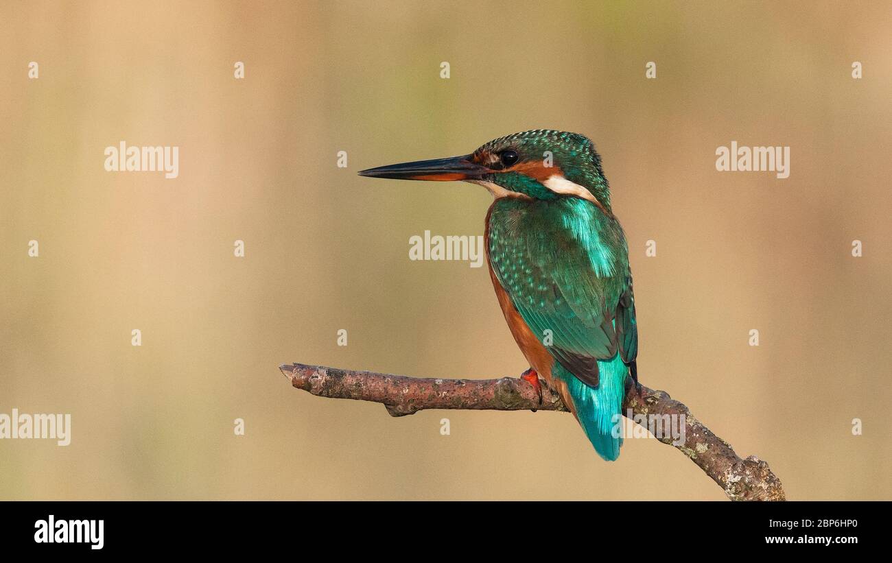 Common kingfisher,Alcedo atthis known as Blue Lightning, beginning day searching food (catching fish) at São Domingos river banks.Peniche. Portugal. Stock Photo