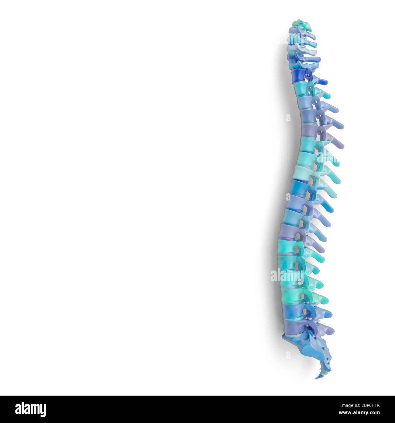 spine in light blue and blue shades, isolated on white, nobody around, copyspace, square format. 3d render. health and medicine concept. Stock Photo