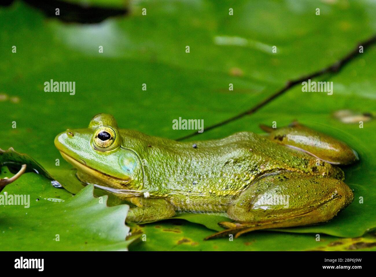 Euphlyctis hexadactylus, also known as the Green Pond Frog, Indian Green Frog, and Indian Five-fingered Frog, Sinharaja Forest Park, Sri Lanka. Stock Photo