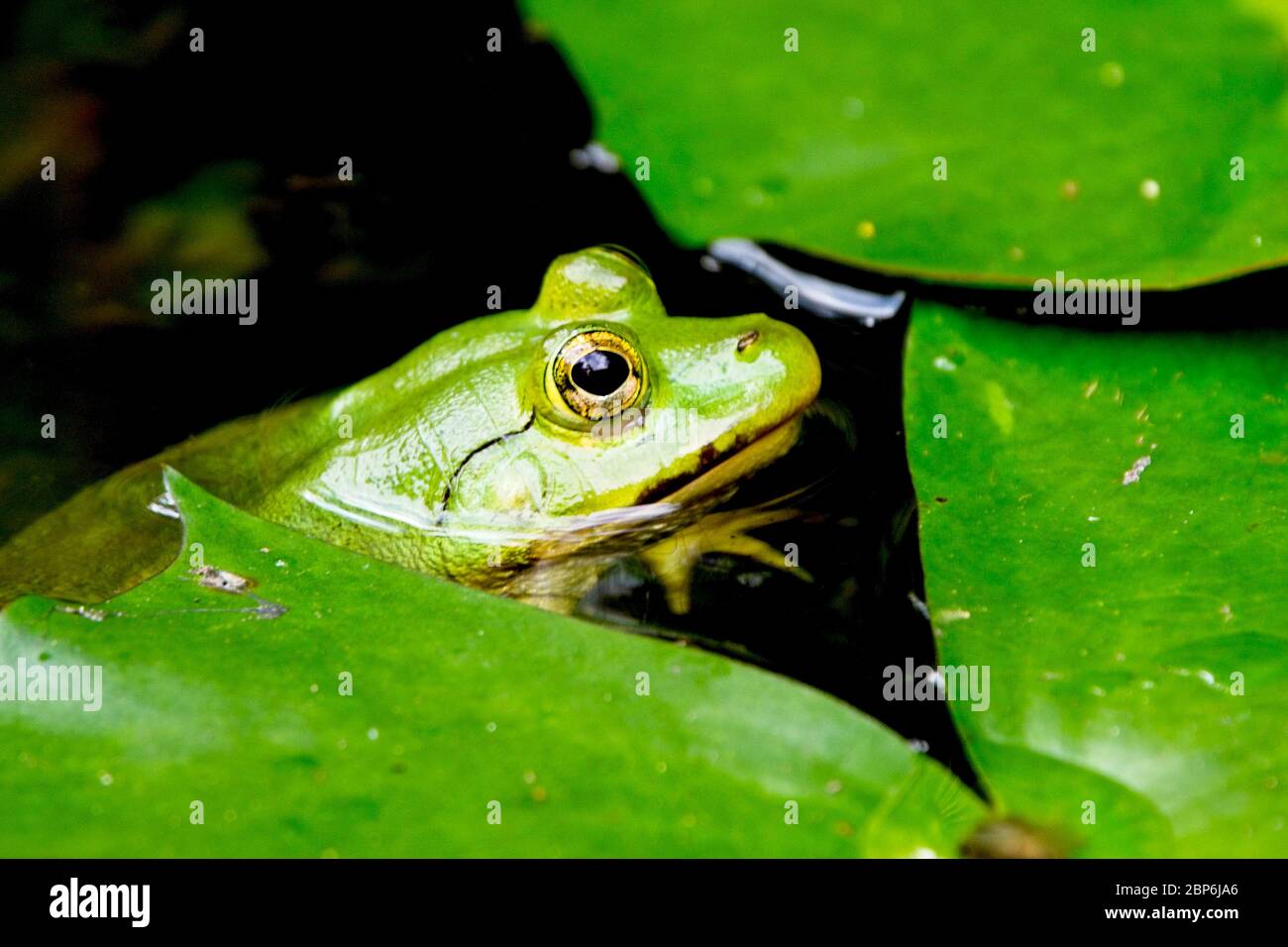 Frog amphibian sri lanka hi-res stock photography and images - Alamy