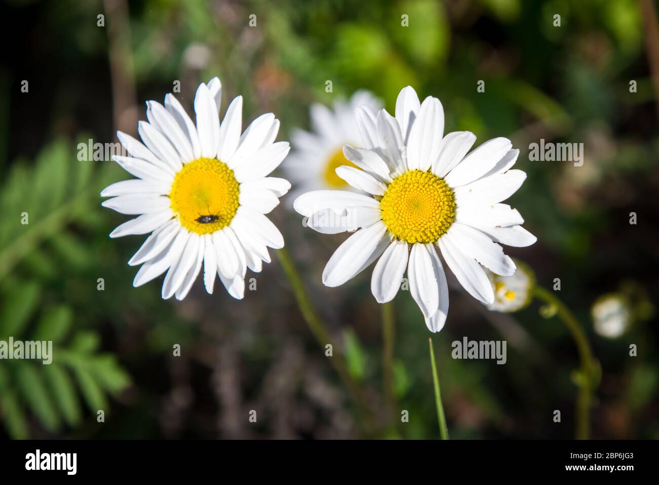 Matricaria chamomilla (Chamomile / Echte Kamille) Stock Photo