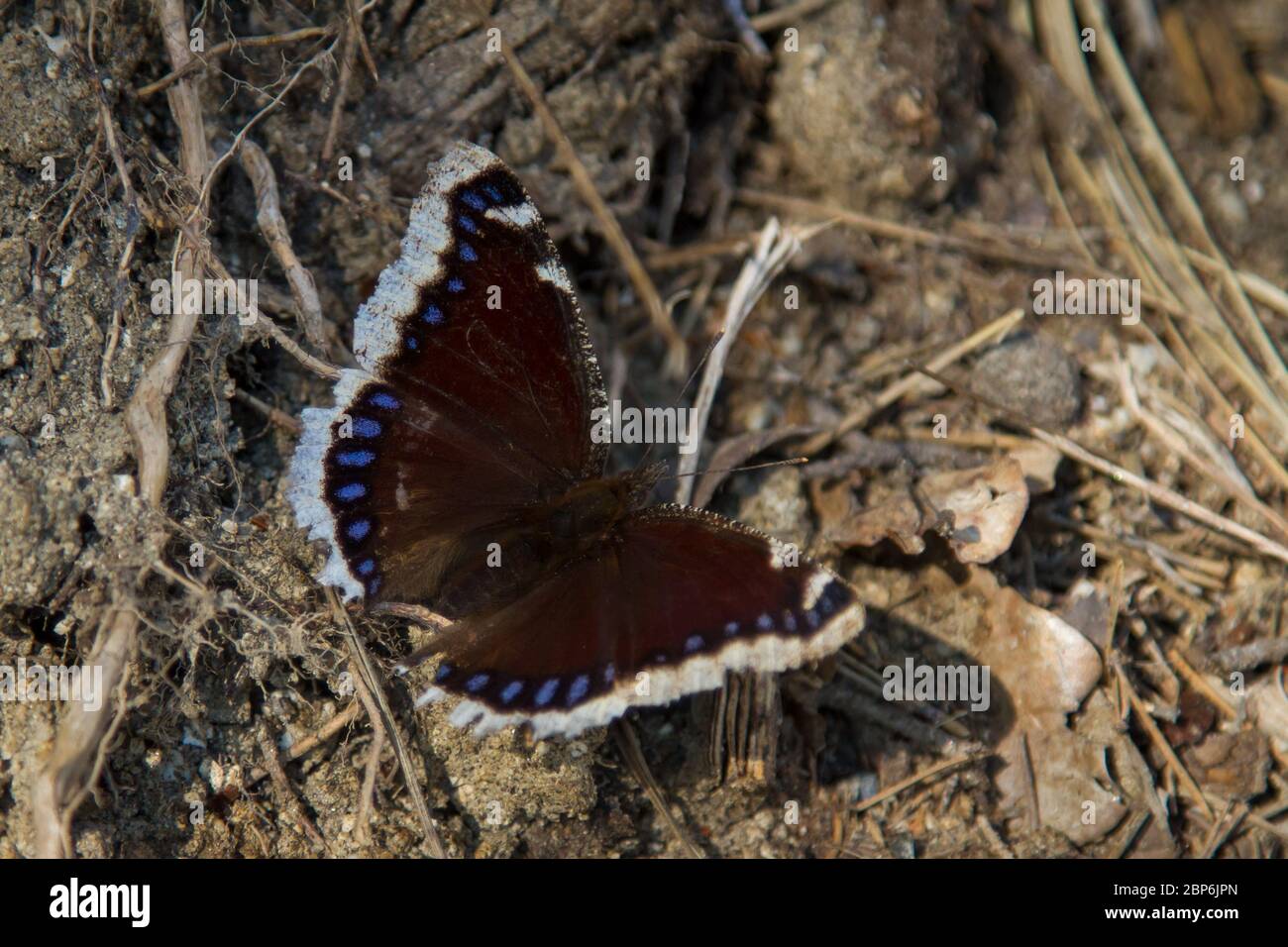 Nymphalis antiopa (Camberwell beauty butterfly / Trauermantel) Stock Photo