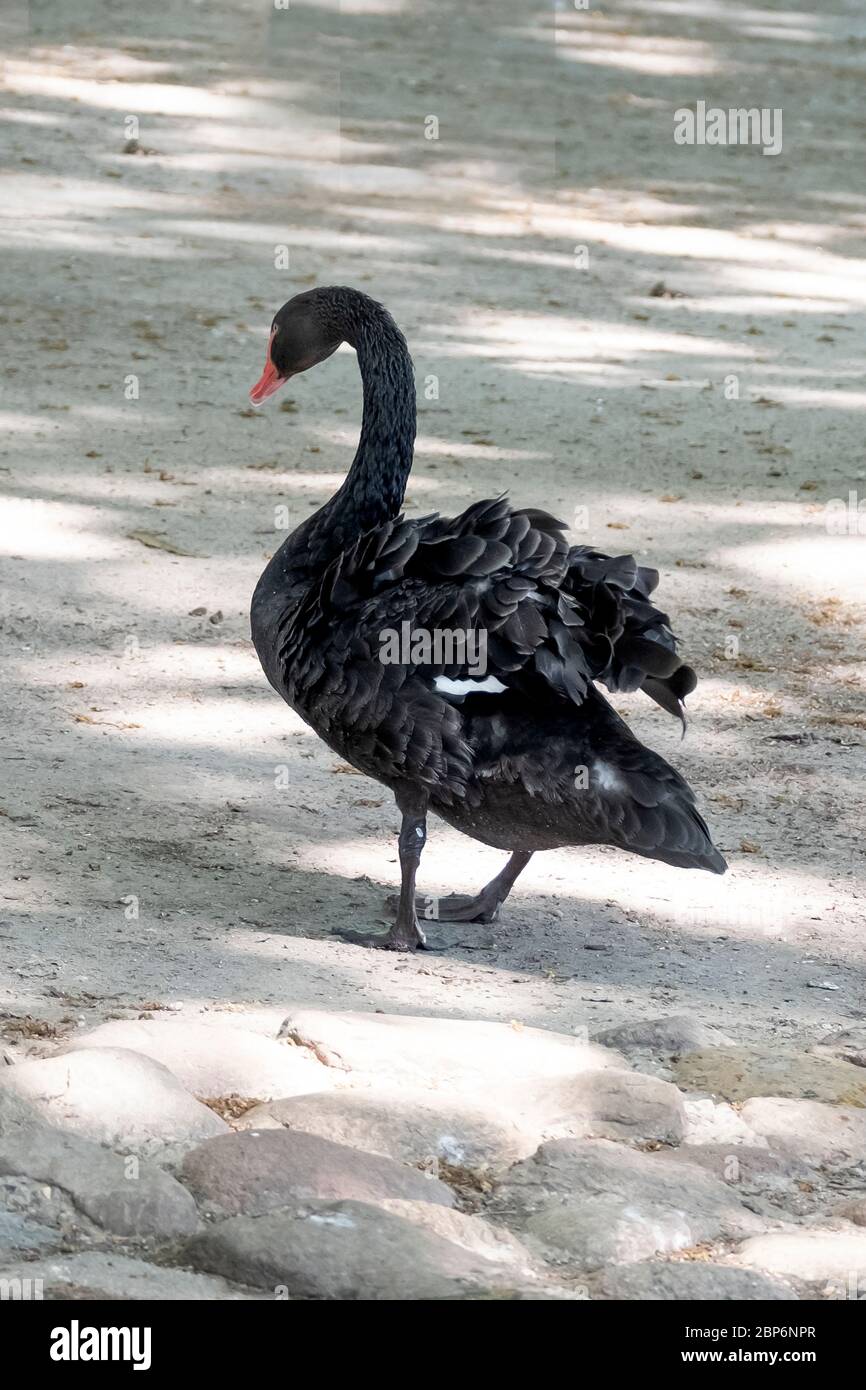 One black swan shakes the water from its feathers walking on the sand Stock Photo - Alamy