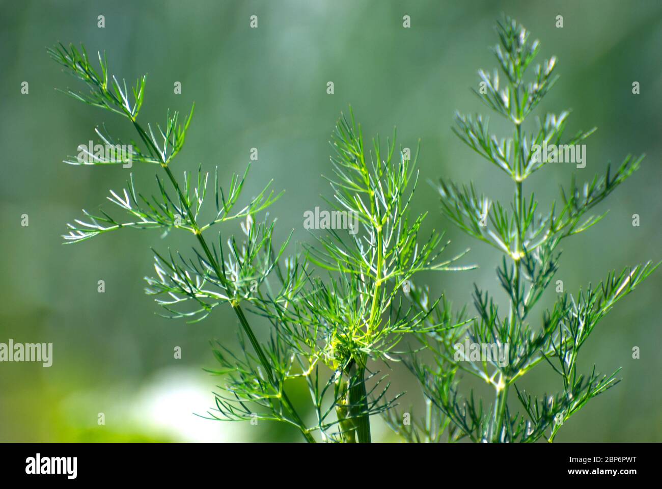Dill on a green background Stock Photo - Alamy