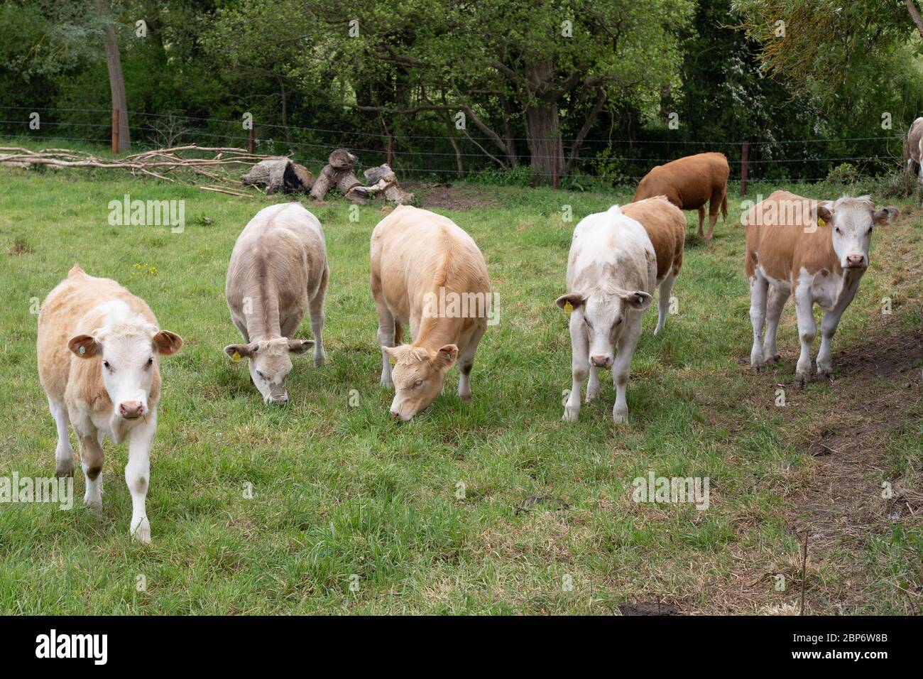 Group of cows in a meadow with a green grass Stock Photo - Alamy