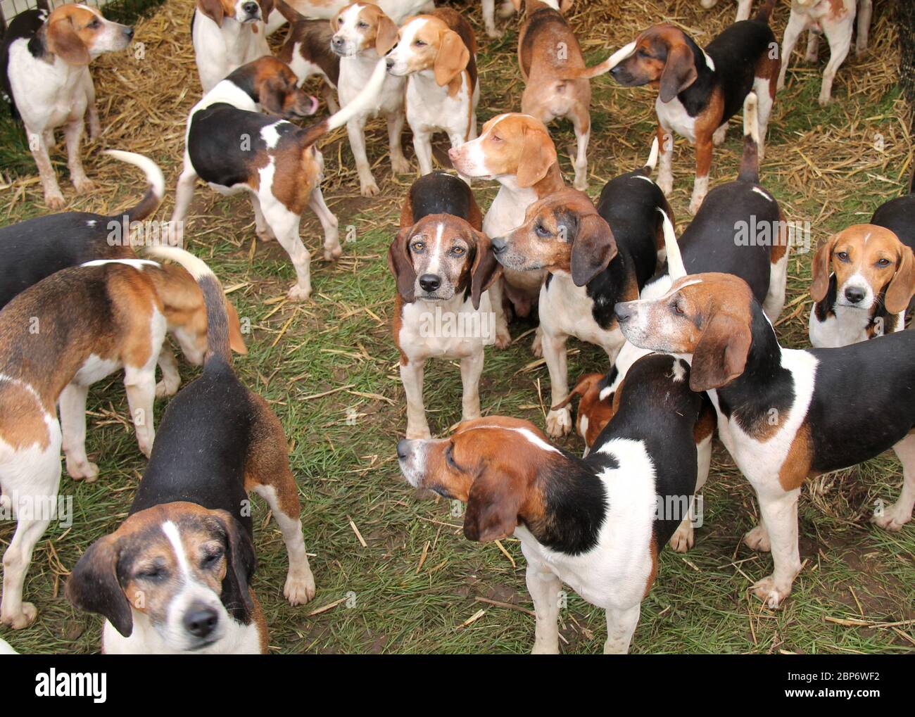 Hunting Hounds Resting in a Pen Stock 
