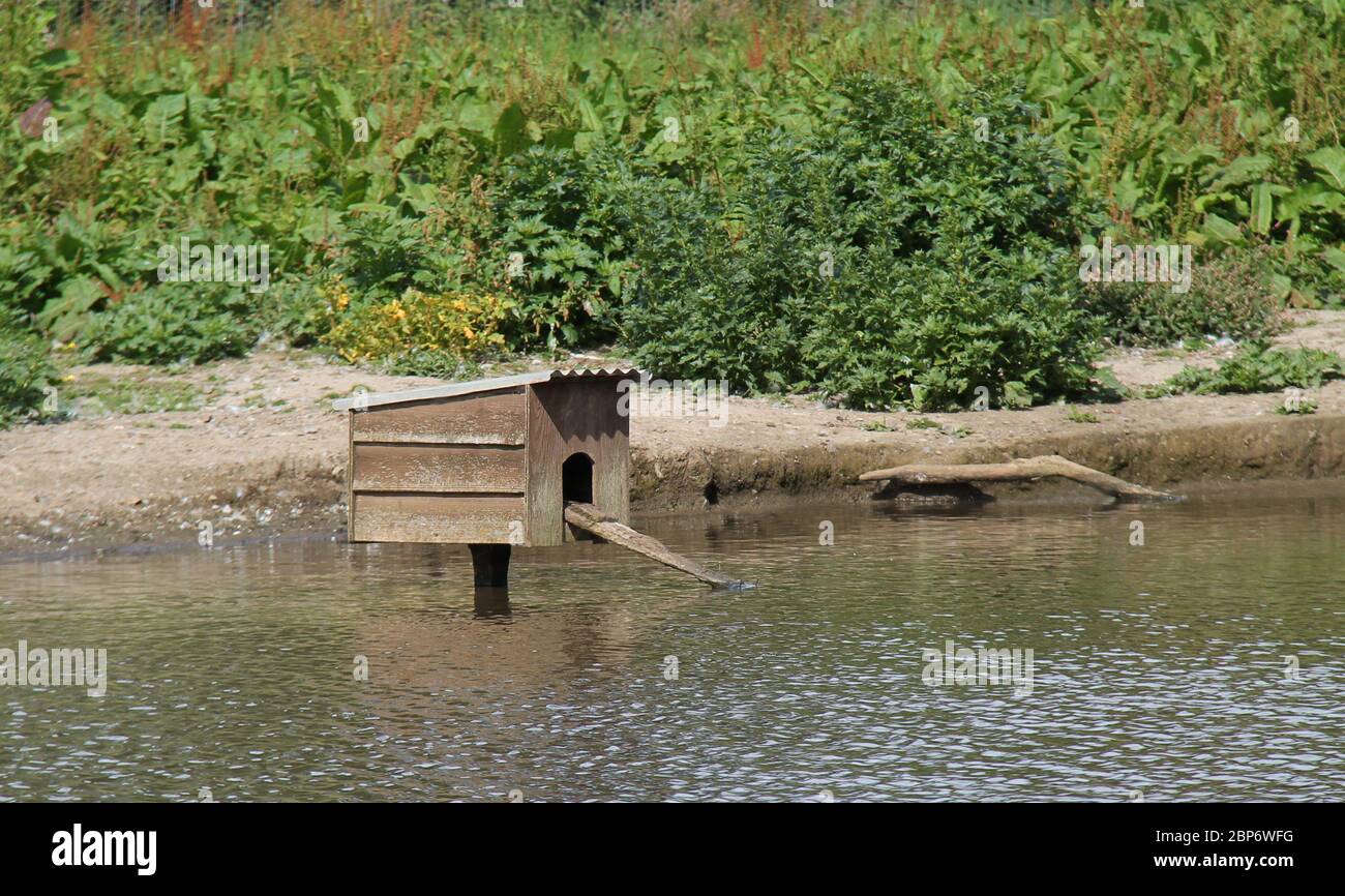 A Wooden Duck House with a Ramp in a Pond. Stock Photo