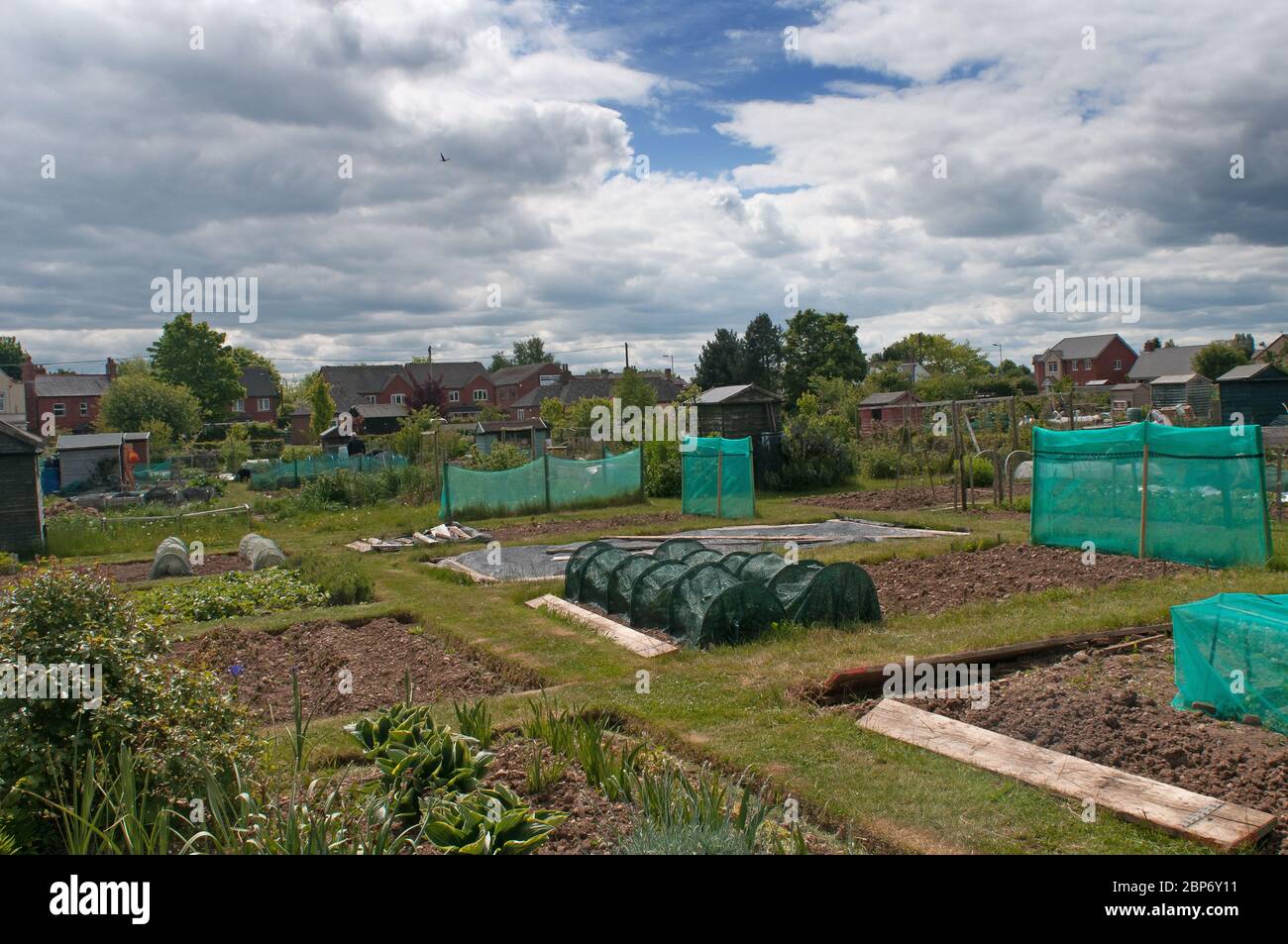 Baschurch Allotments in Shropshire UK Stock Photo Alamy