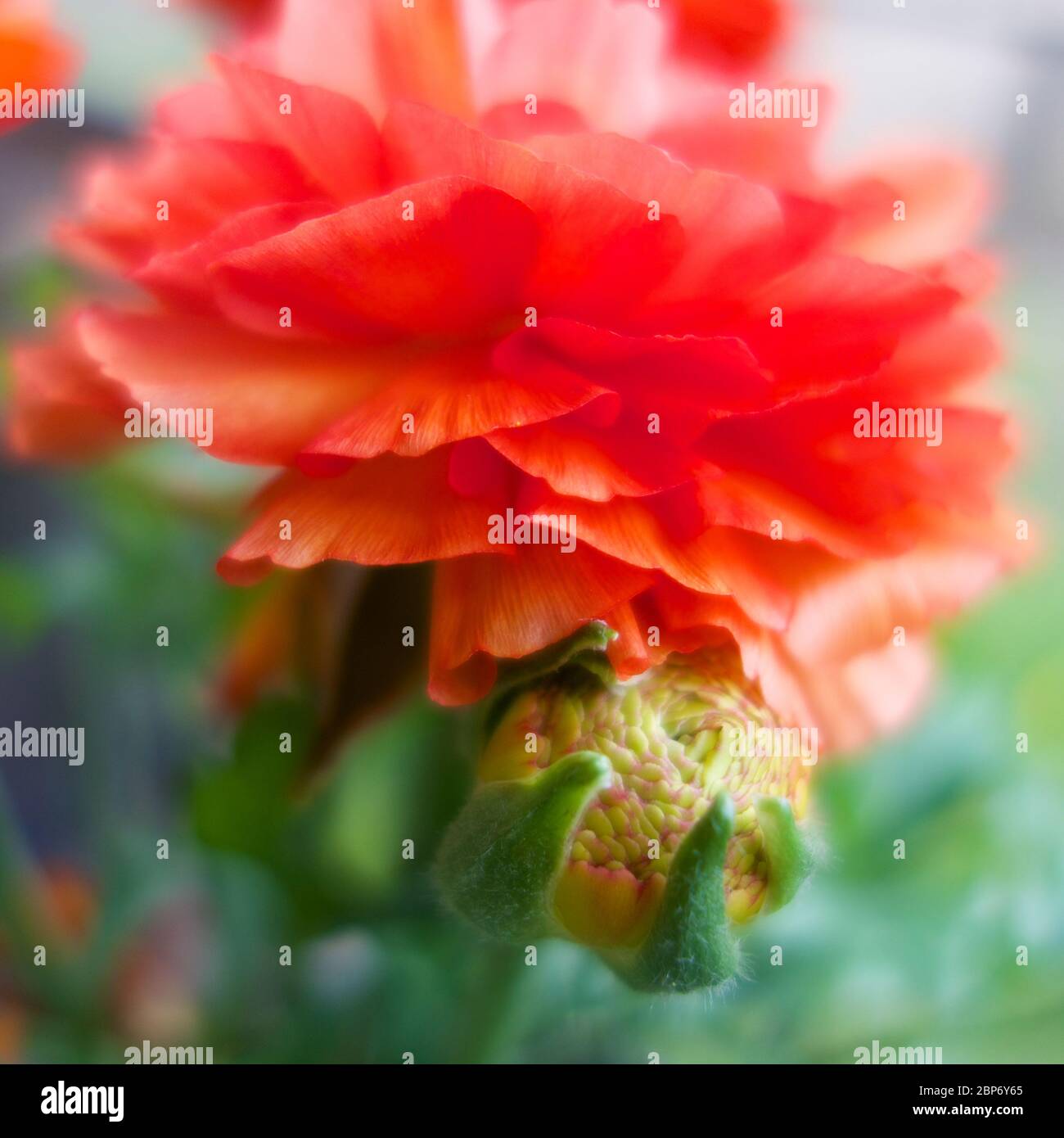 Young ranunculus hi-res stock photography and images - Alamy