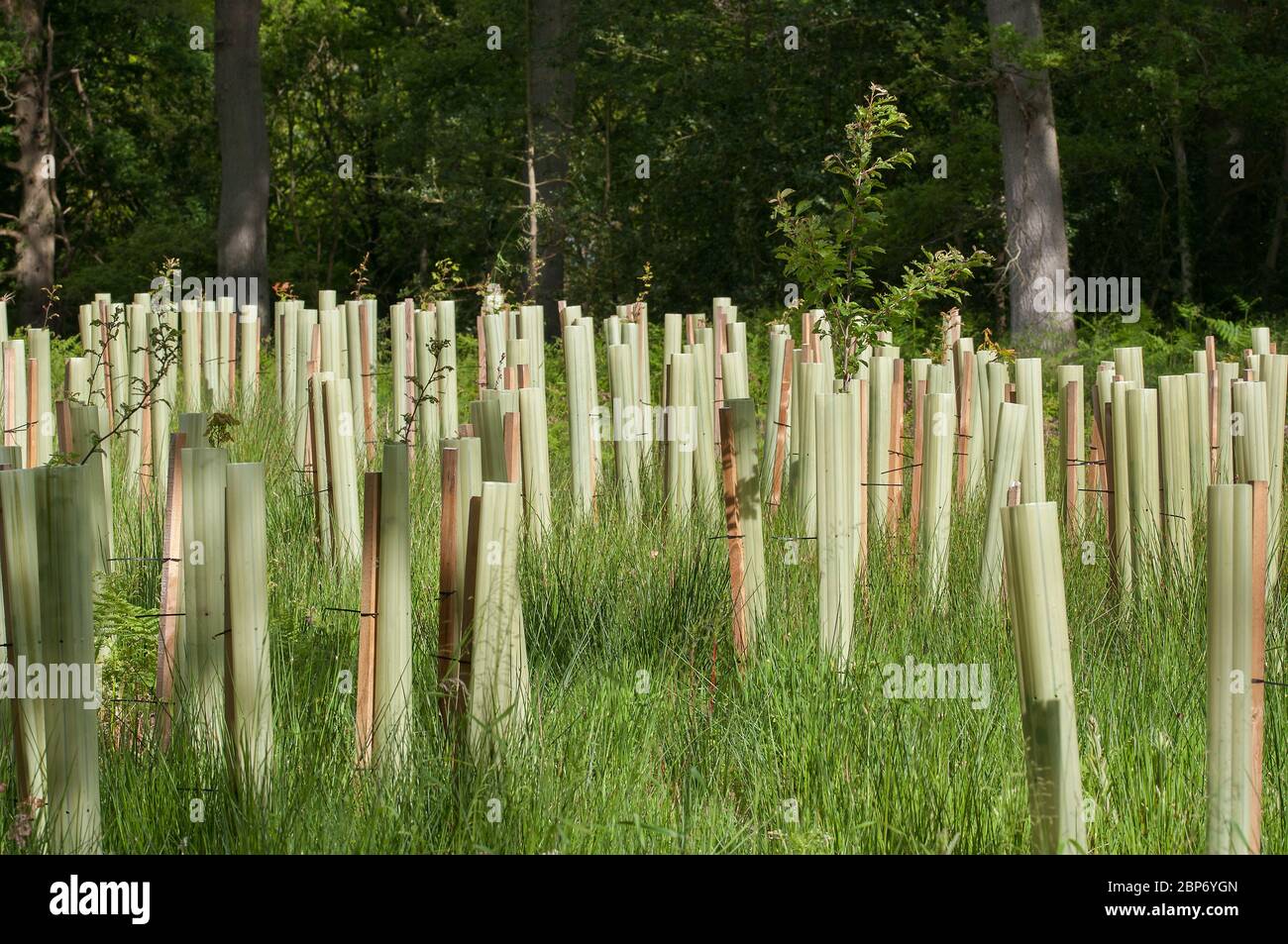 Tree sapling protected by plastic tubes in Shropshire UK Stock Photo