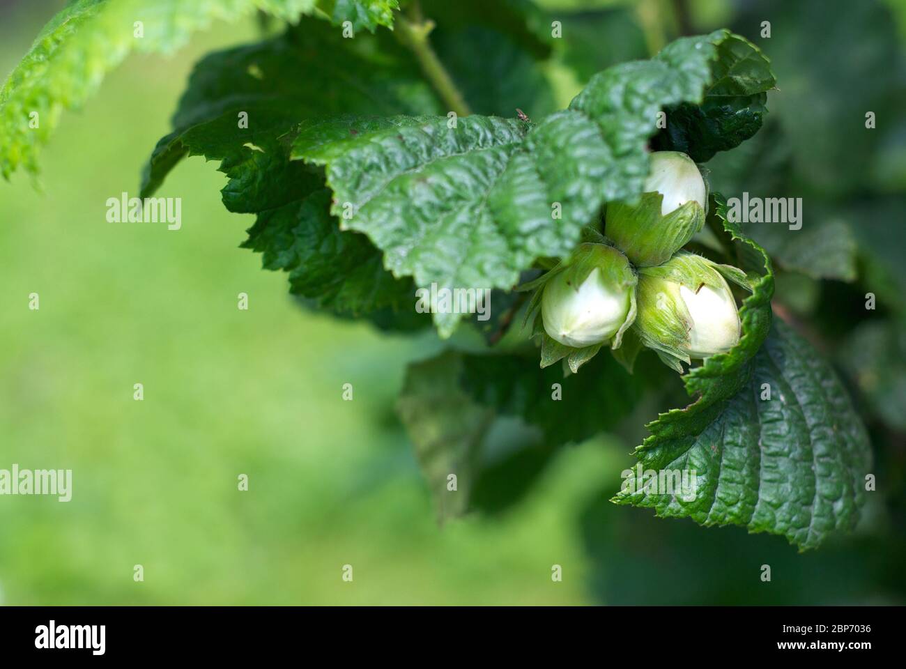 Three magic nuts for princess from fairy-tale Stock Photo - Alamy