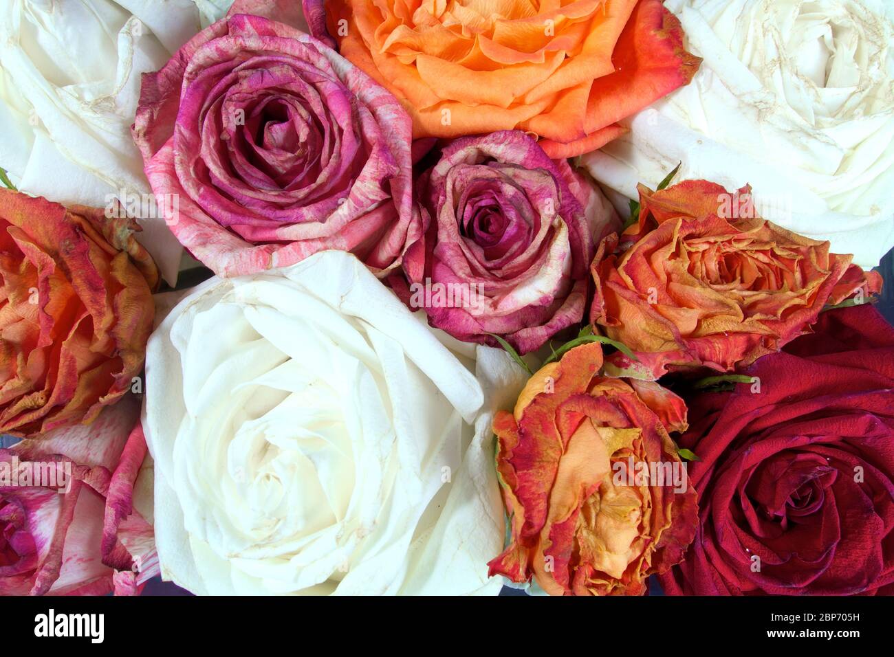 Vintage colorful roses Stock Photo - Alamy
