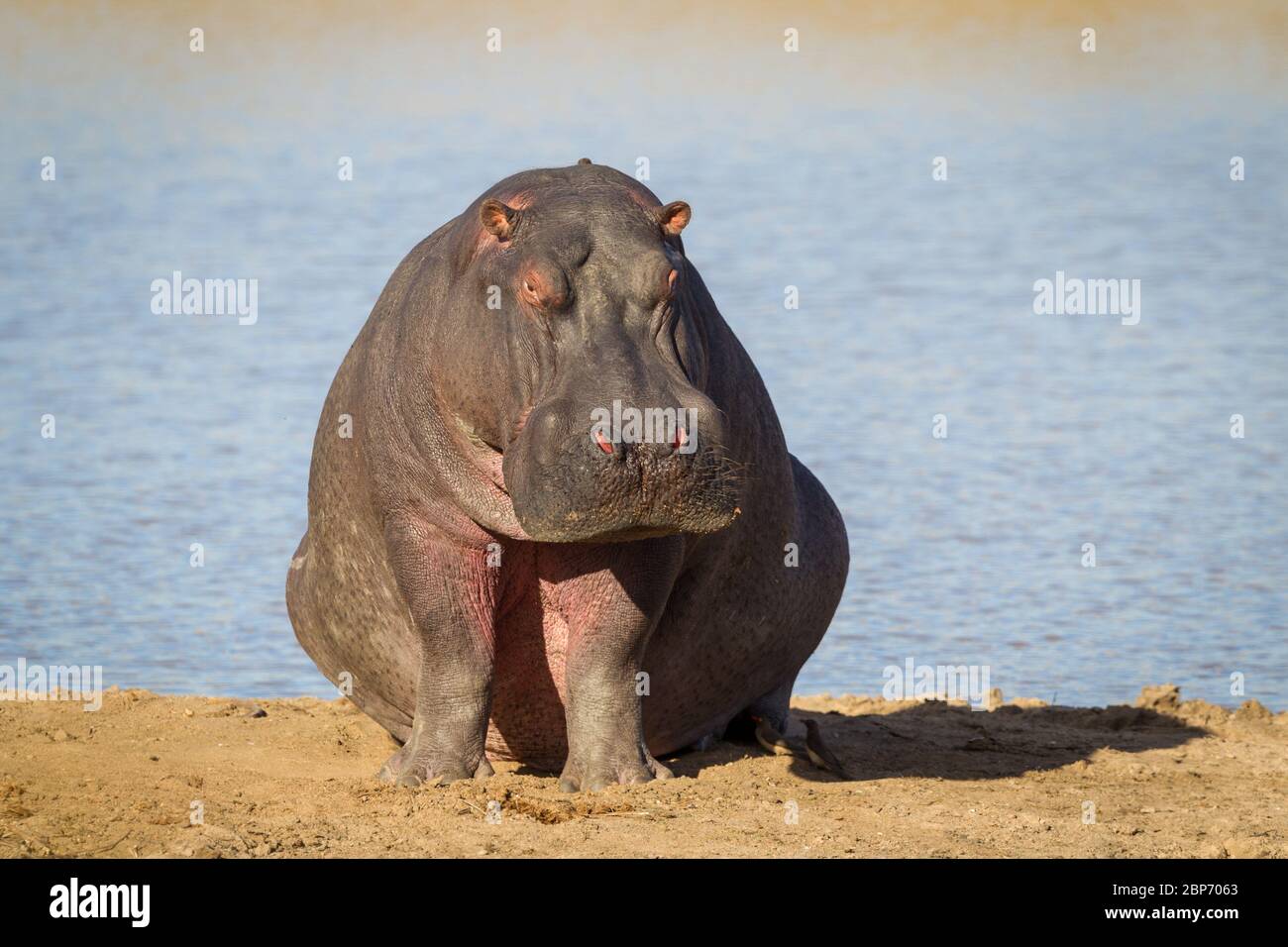 One large adult Hippo sitting on the riverbank outside the water Kruger Park South Africa Stock Photo