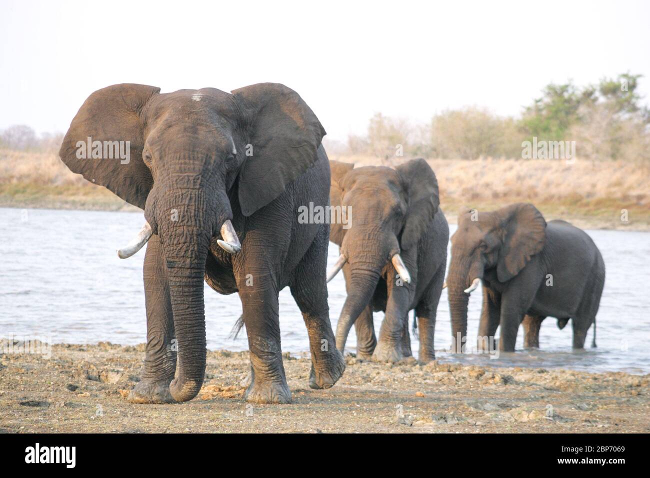 Three large Elephant bulls leave the water in Kruger park South Africa Stock Photo