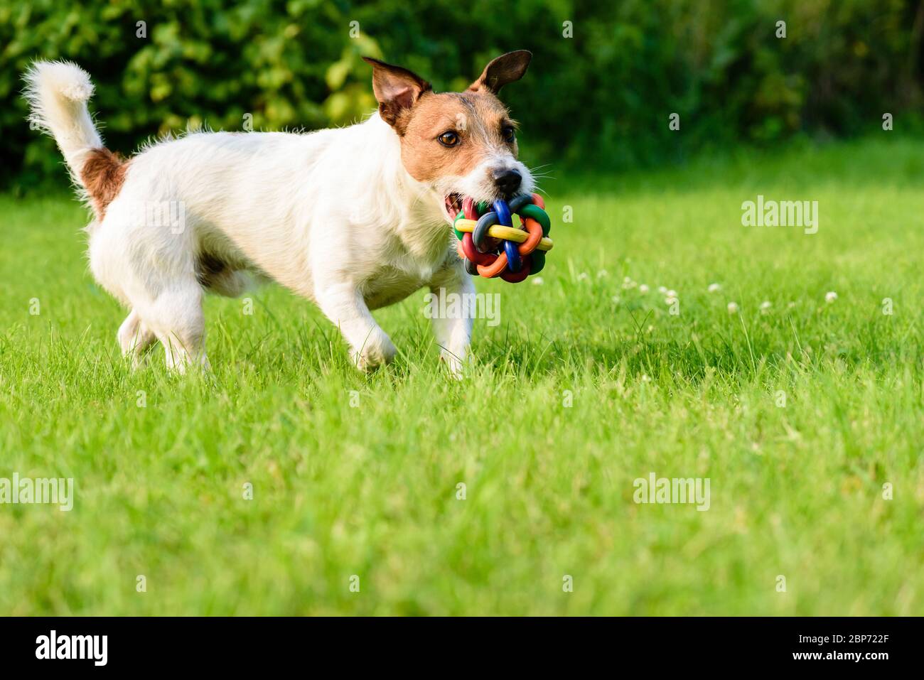 Fun time at backyard concept - playing with happy family dog and toy Stock Photo