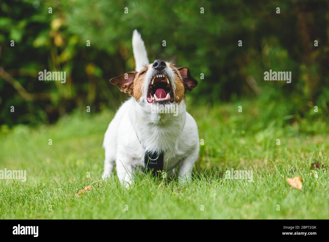 Dog howling and barking guarding backyard (front view) Stock Photo