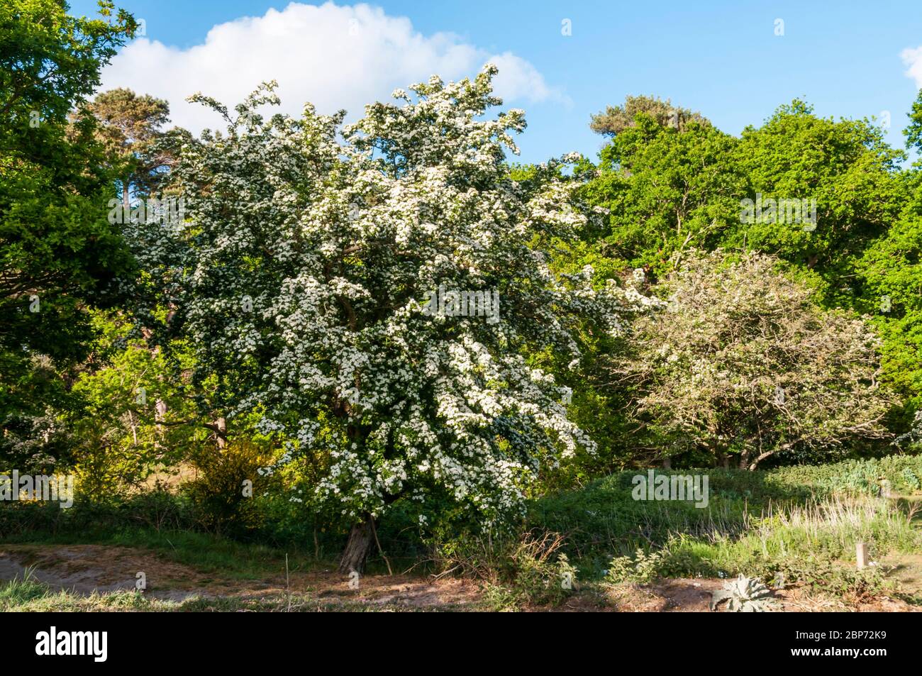 Hawthorn tree, Crataegus monogyna, covered in may blossom in Norfolk woodland. Stock Photo