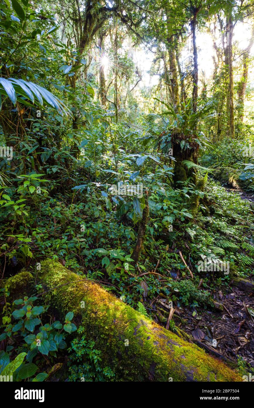 Lush tropical vegetation on the cloudforest floor in La Amistad national park, Chiriqui province, Republic of Panama. Stock Photo