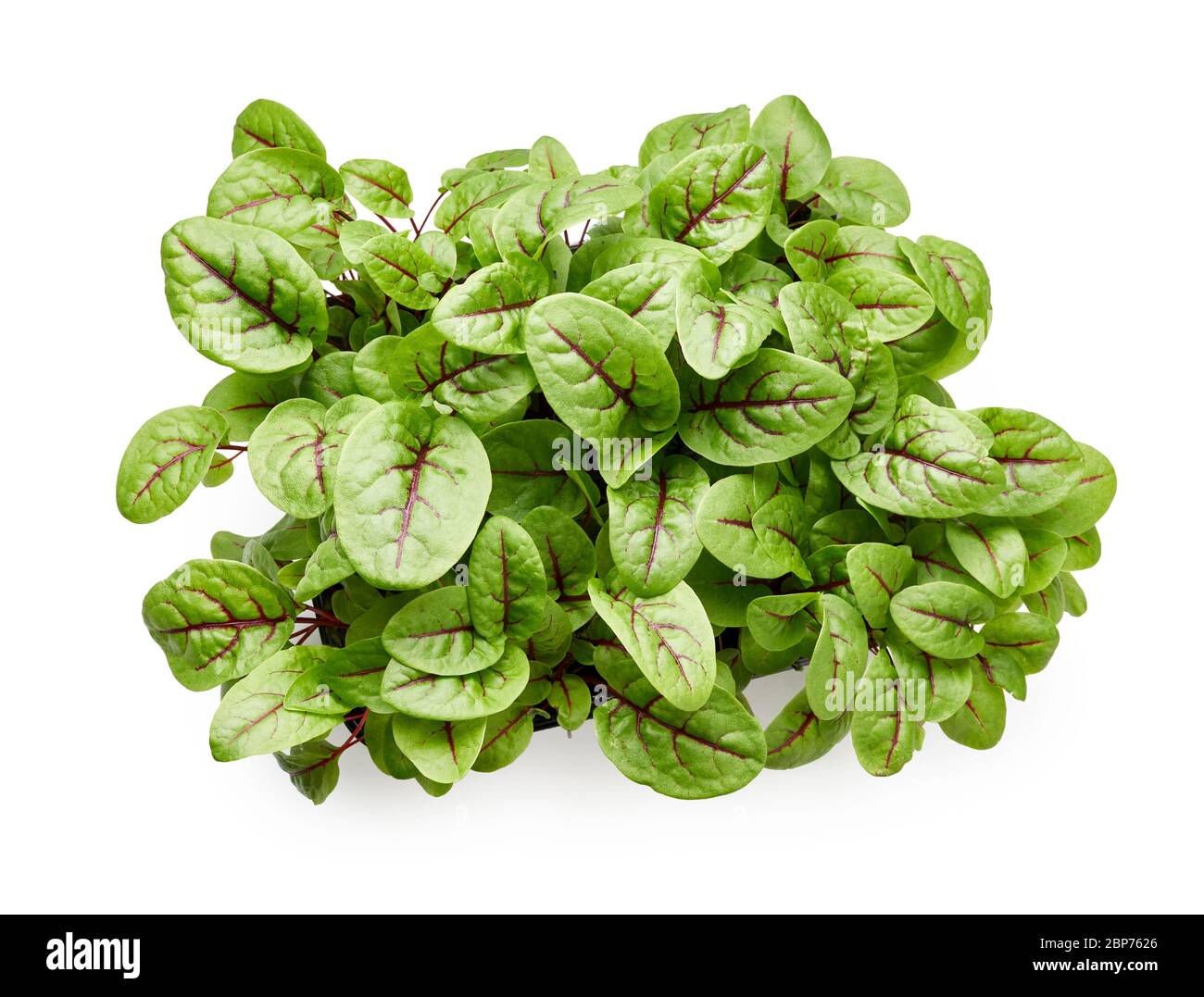 Fresh micro green sorrel leaves. Red veined sorrel. Top view. Stock Photo