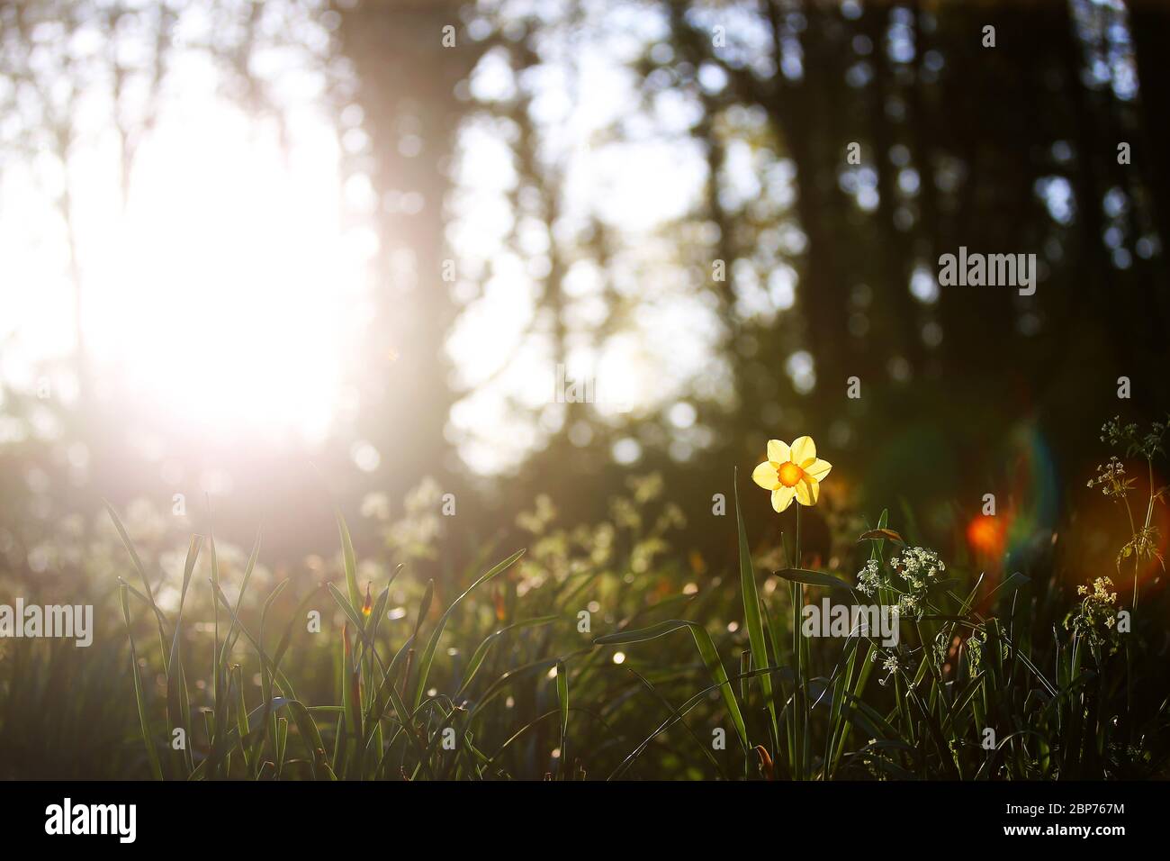 A daffodil is lit up by the early morning sun at a park in east Belfast, Northern Ireland. Stock Photo