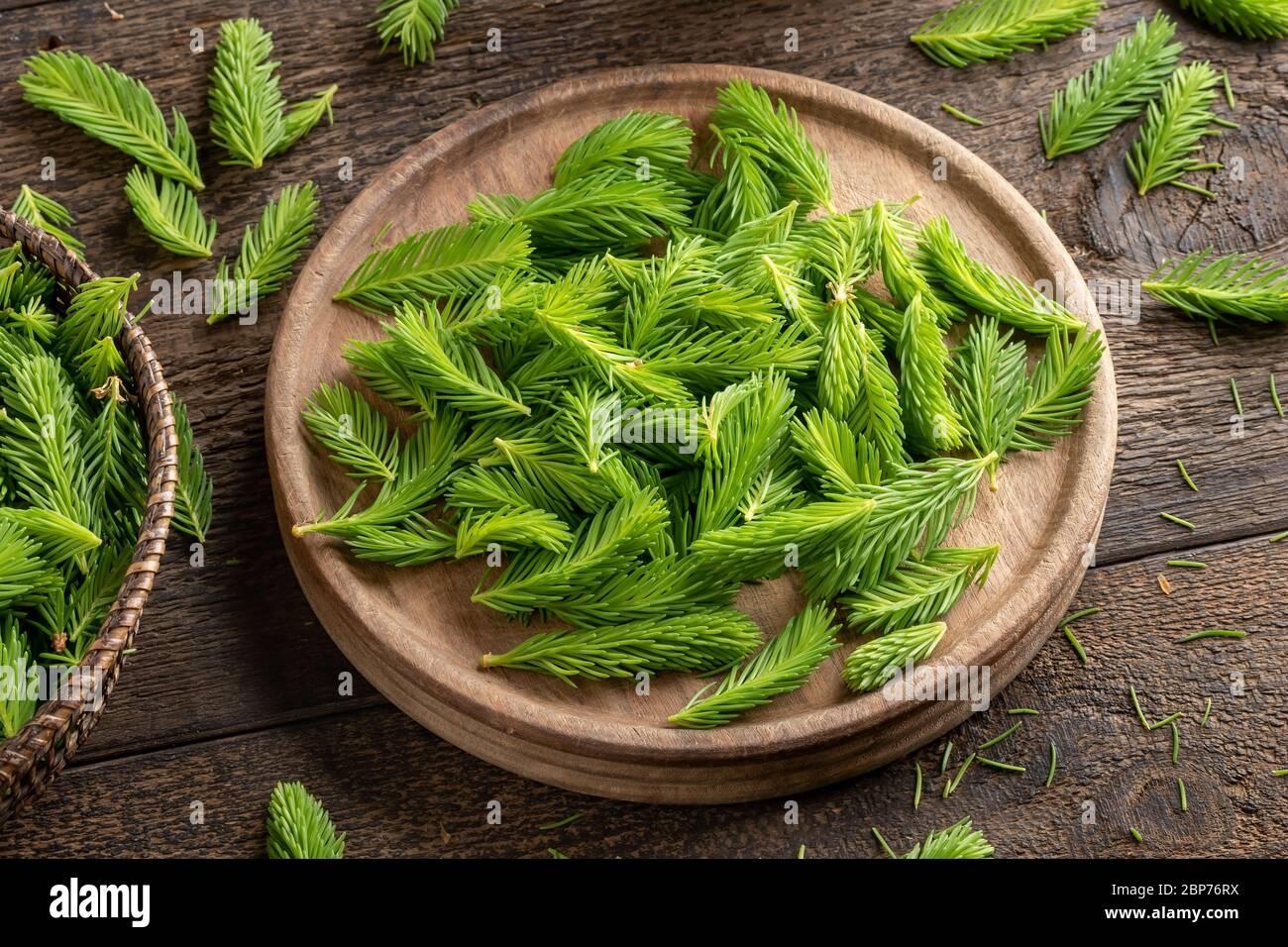 Young spruce tips collected to prepare homemade syrup Stock Photo
