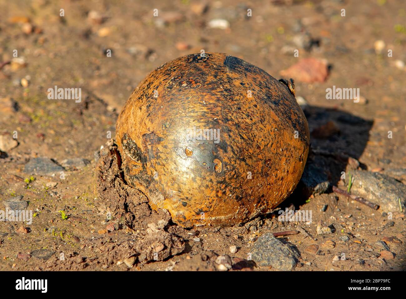 Pisolithus arhizus, Horse Dung Fungus Stock Photo - Alamy