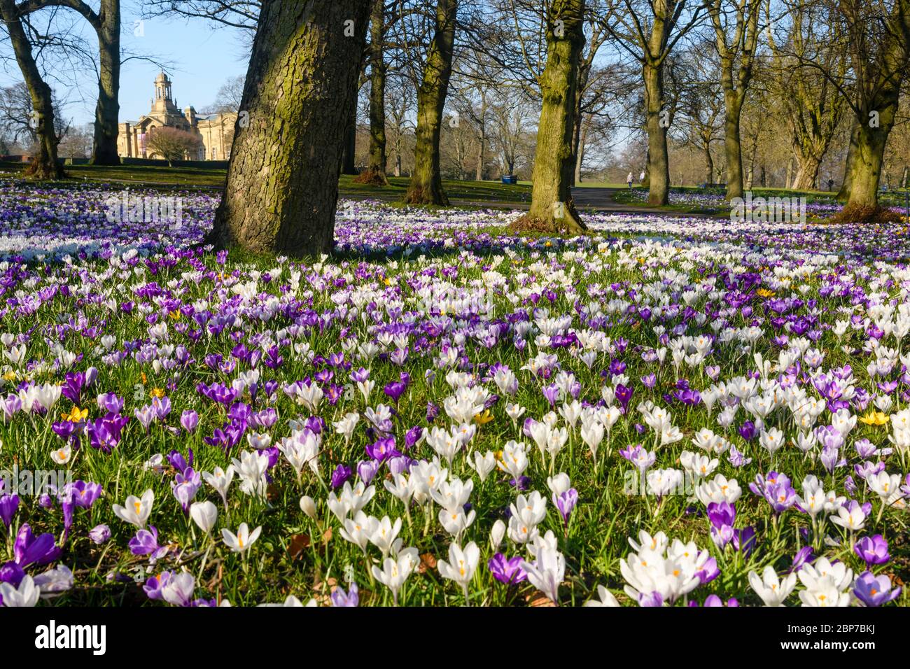 Beautiful colourful spring crocuses, lawn, Cartwright Hall art gallery (historic museum exterior) & blue sky - sunny Lister Park Bradford, England, UK Stock Photo