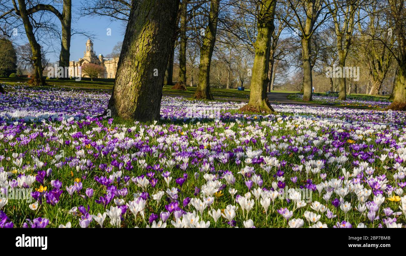 Beautiful colourful spring crocuses, lawn, Cartwright Hall art gallery (historic museum exterior) & blue sky - sunny Lister Park Bradford, England, UK Stock Photo