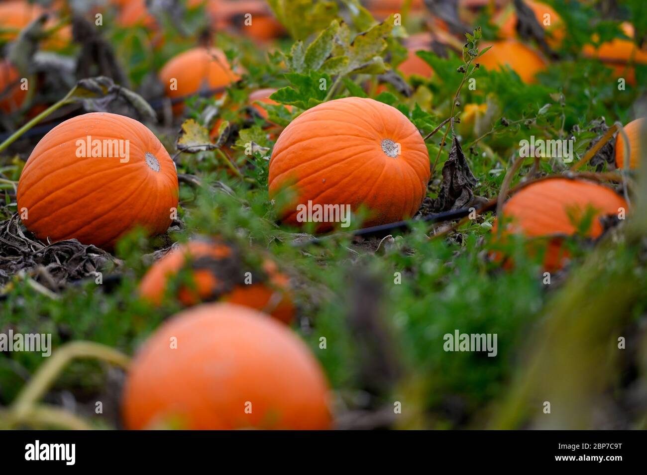 Symbolfoto  Symbolbild KÃ¼rbisfeld in der Vorderpfalz bei Ludwigshafen Stock Photo