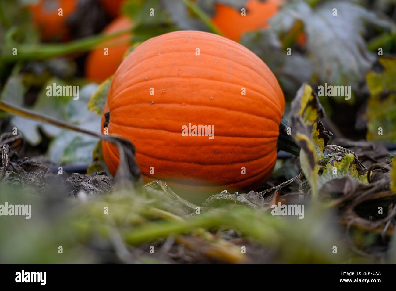 Symbolfoto  Symbolbild KÃ¼rbisfeld in der Vorderpfalz bei Ludwigshafen Stock Photo