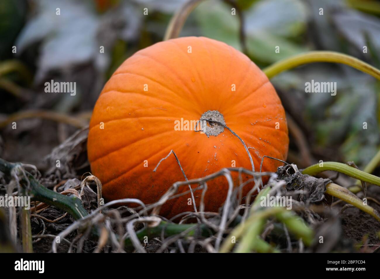 Symbolfoto  Symbolbild KÃ¼rbisfeld in der Vorderpfalz bei Ludwigshafen Stock Photo